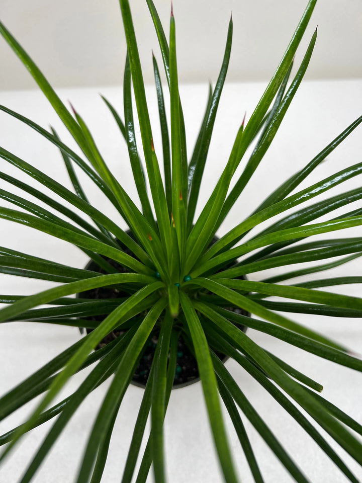 Succulent Agave Twin Flower-American Plant Supply