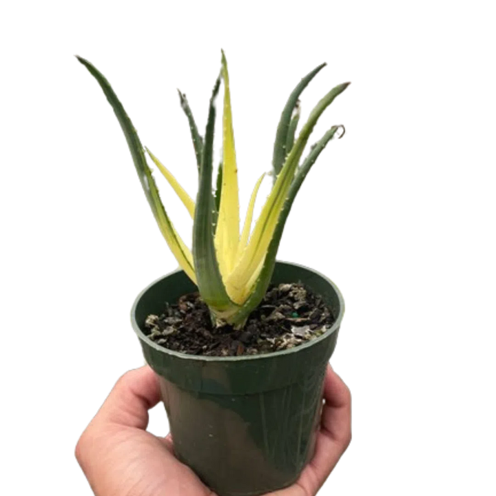 Succulent Aloe Solar Flare-Succulent-American Plant Supply