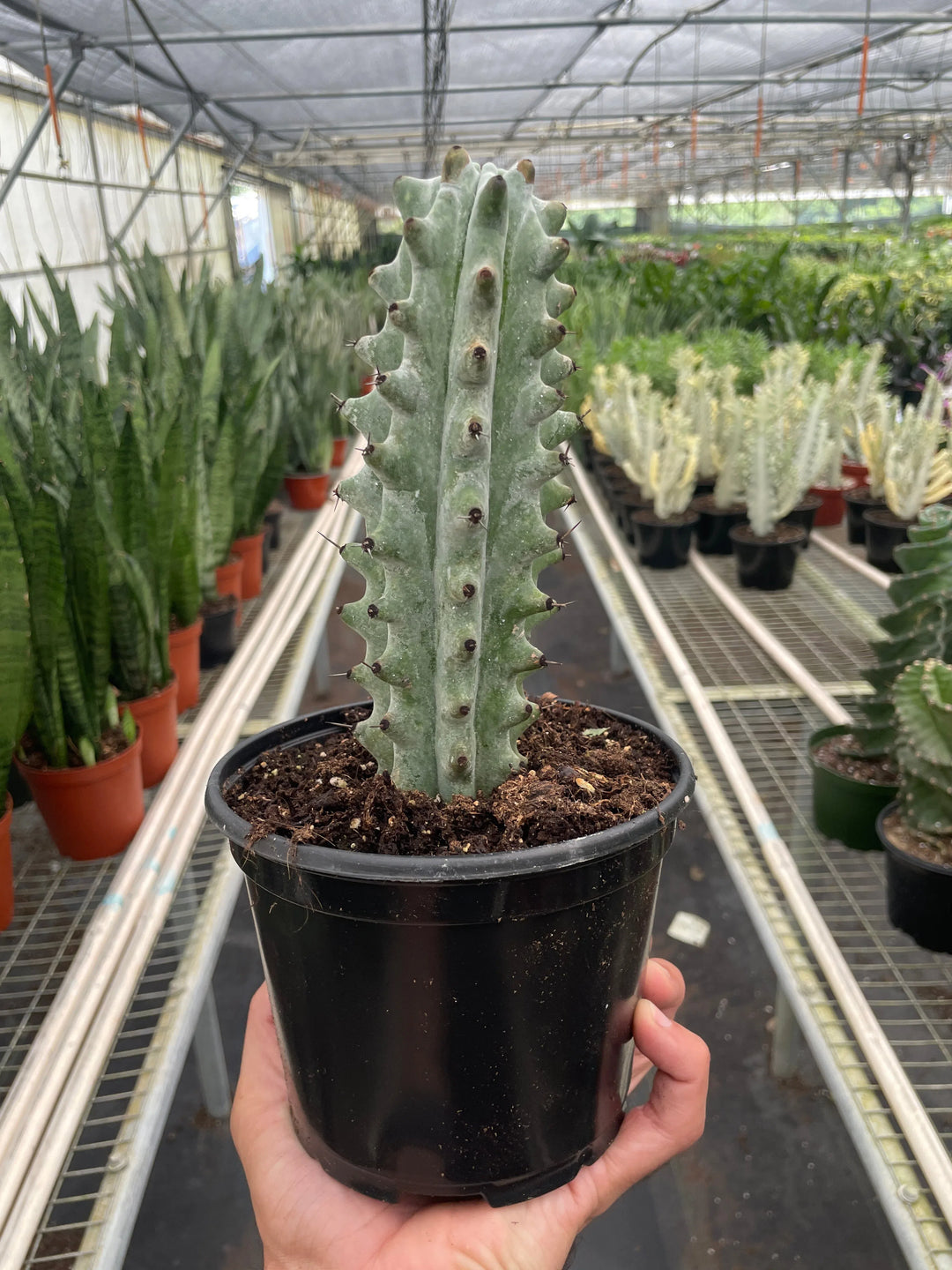 Succulent Cactus Ghost White Boobie-Succulent-American Plant Supply