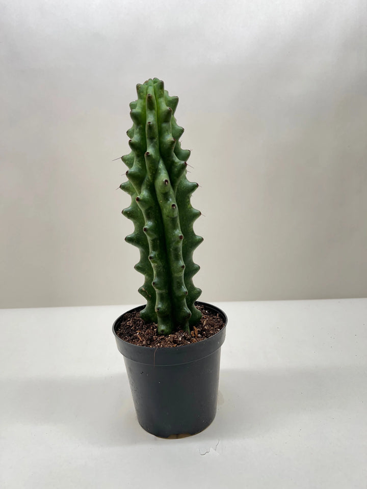 Succulent Cactus Ghost White Boobie-Succulent-American Plant Supply