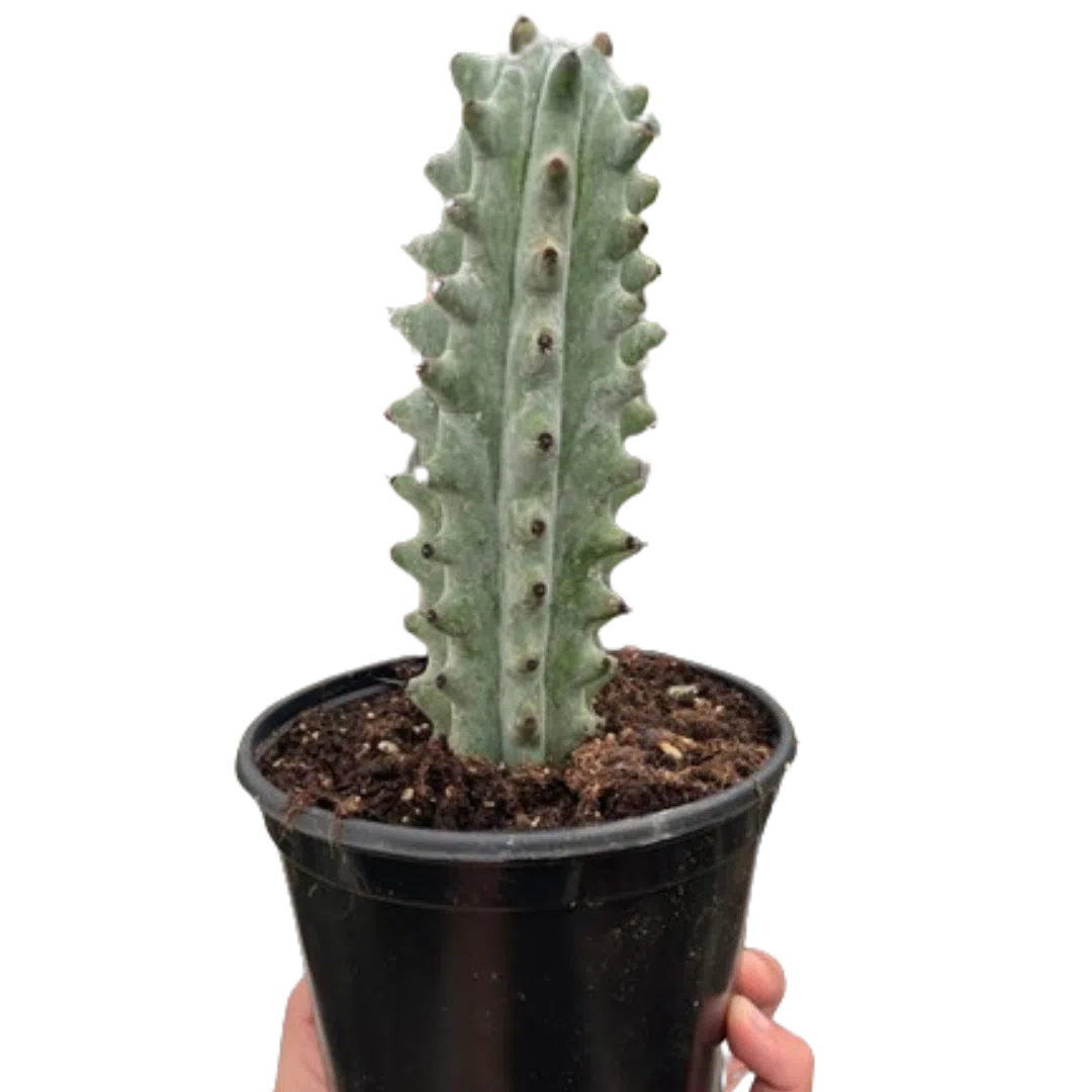 Succulent Cactus Ghost White Boobie-Succulent-American Plant Supply