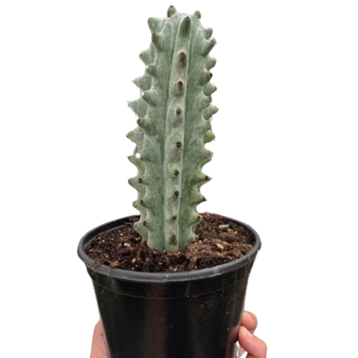 Succulent Cactus Ghost White Boobie-Succulent-American Plant Supply