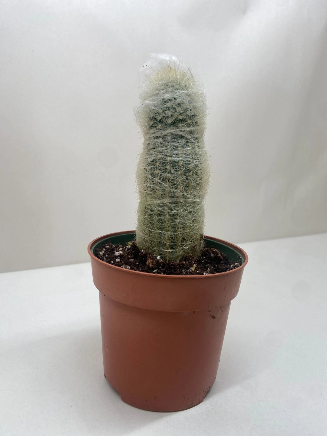 Succulent Cactus Old Man-Indoor Plants-American Plant Supply