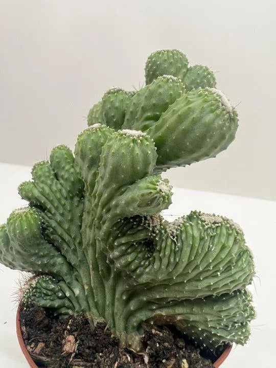 Succulent Cereus Coral Green-Succulent-American Plant Supply