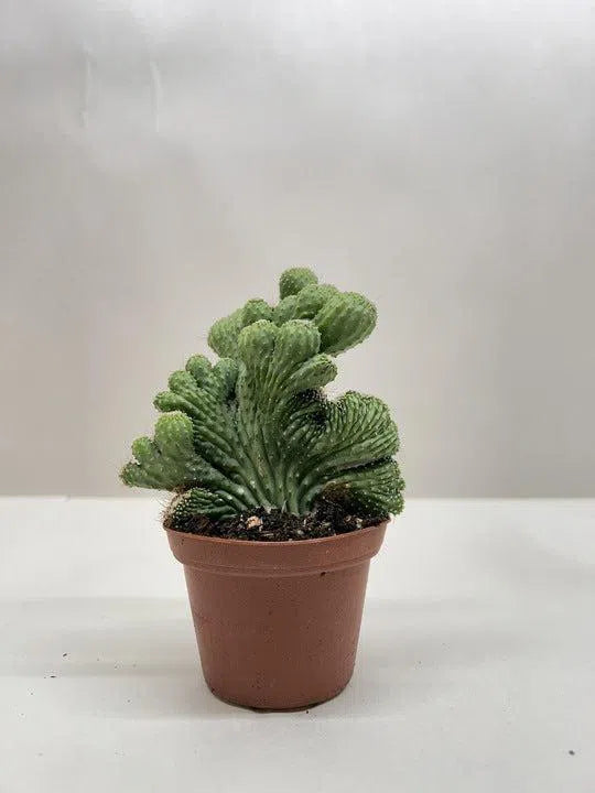 Succulent Cereus Coral Green-Succulent-American Plant Supply