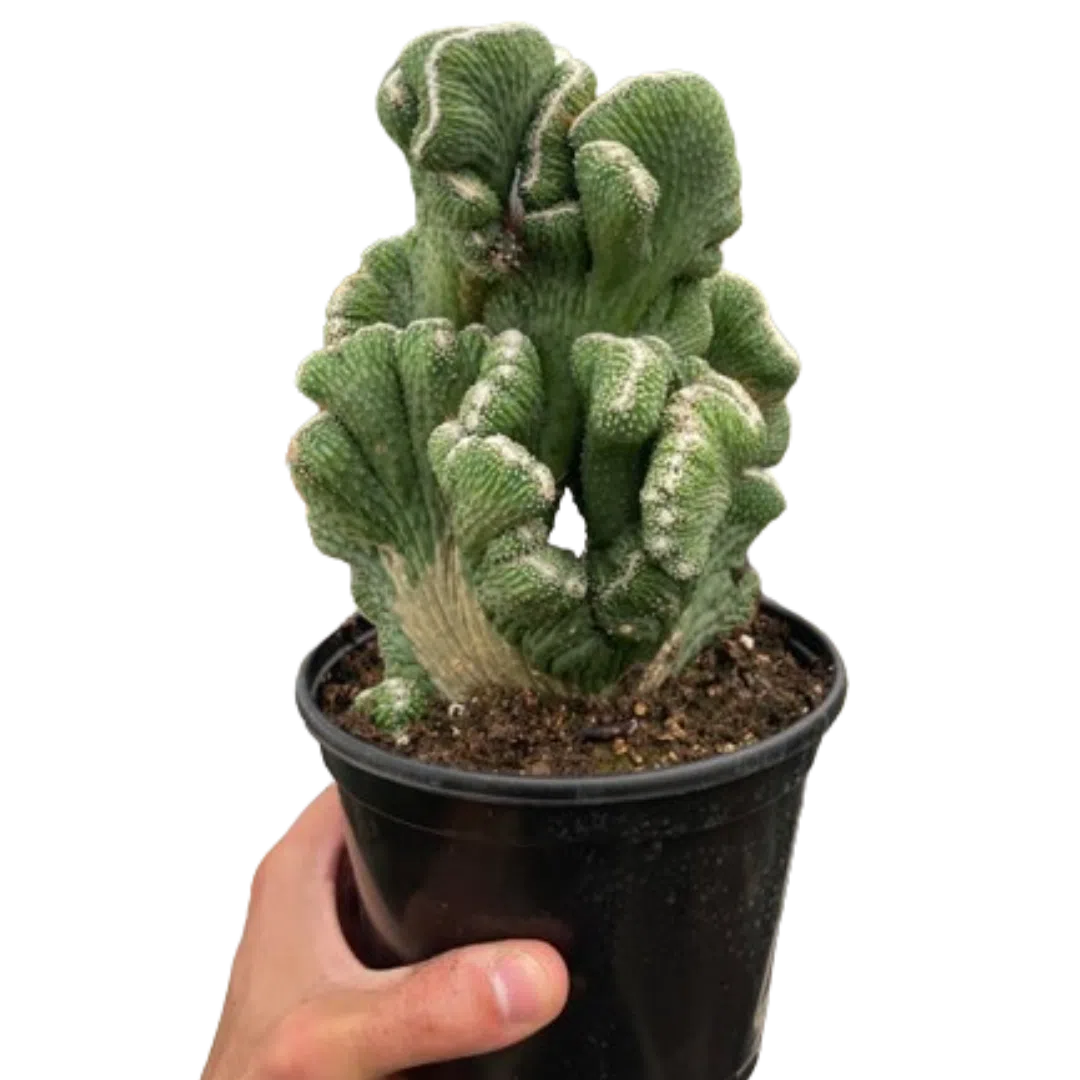 Succulent Cereus Coral Green-Succulent-American Plant Supply