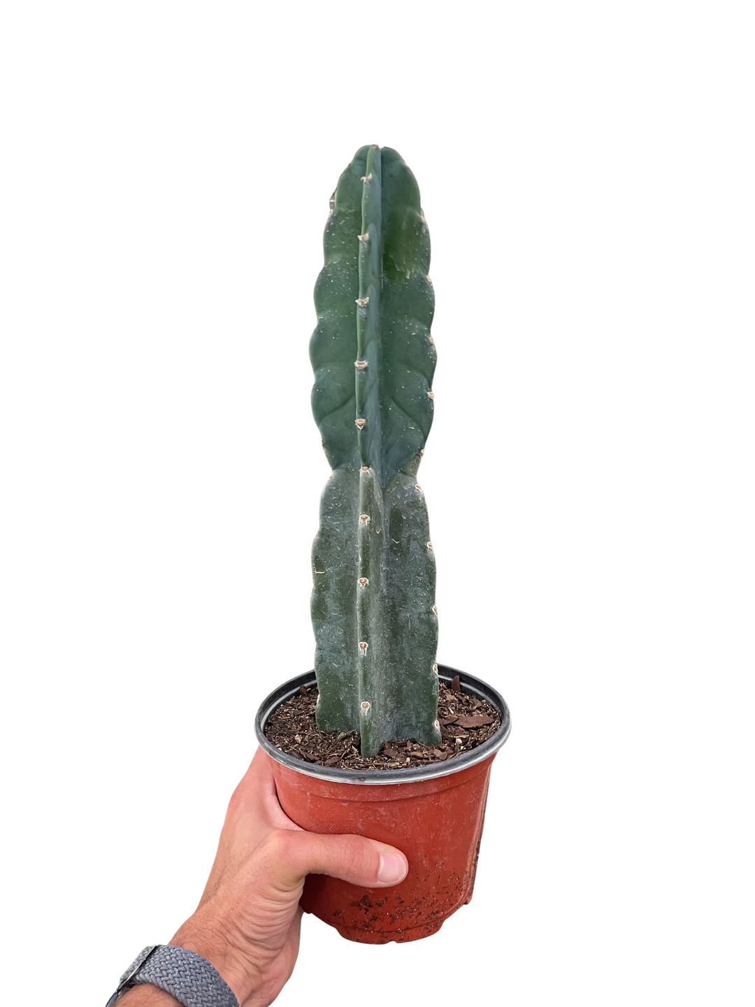 Succulent Cereus Cuddly Cactus-American Plant Supply