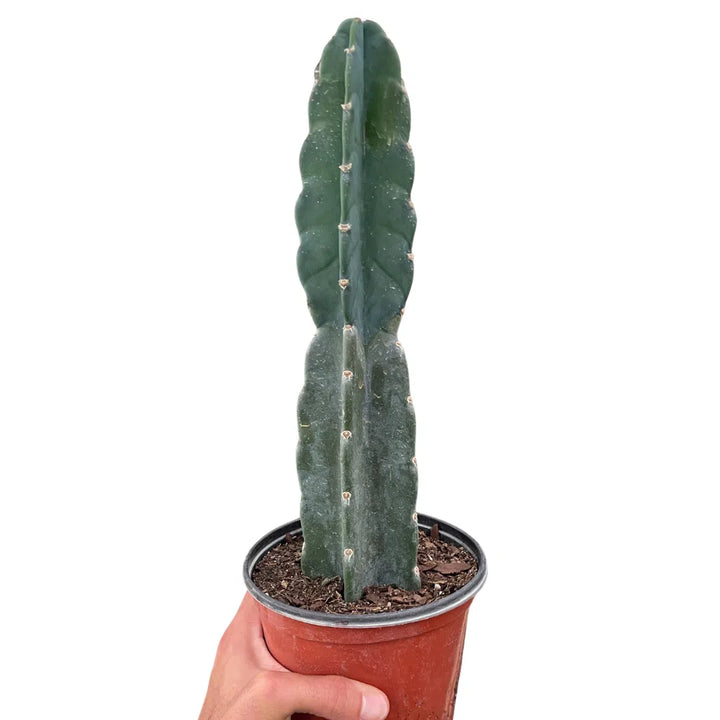 Succulent Cereus Cuddly Cactus-American Plant Supply