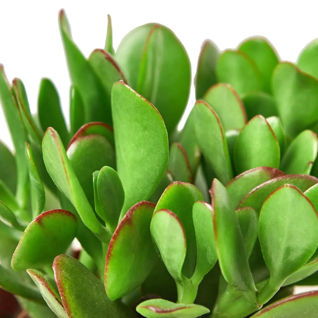 Succulent Crassula 'Jade'-Succulent-American Plant Supply