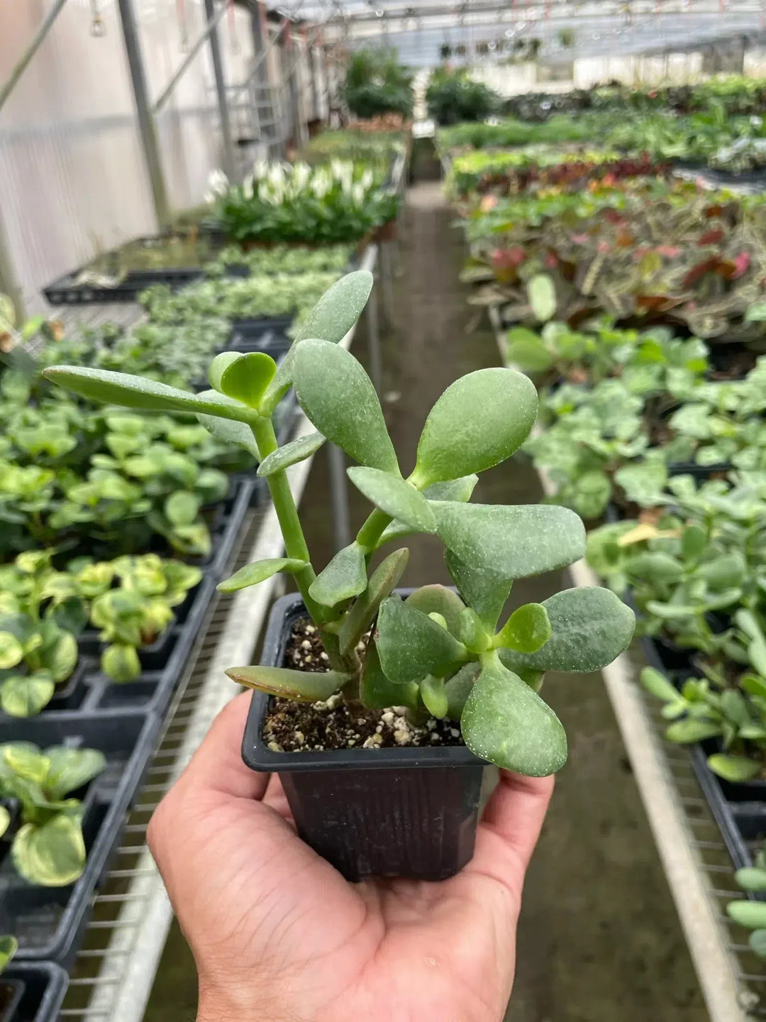 Succulent Crassula 'Jade'-Succulent-American Plant Supply