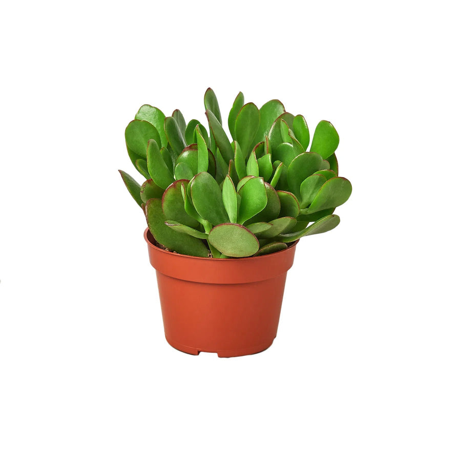 Succulent Crassula 'Jade'-Succulent-American Plant Supply