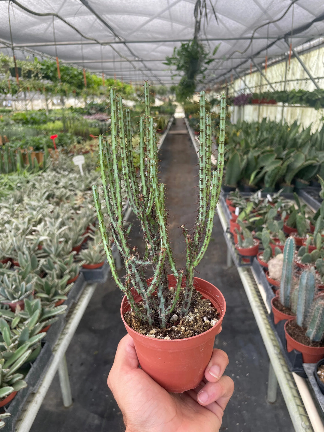 Succulent Euphorbia Aeruginosa-4" Plant-American Plant Supply