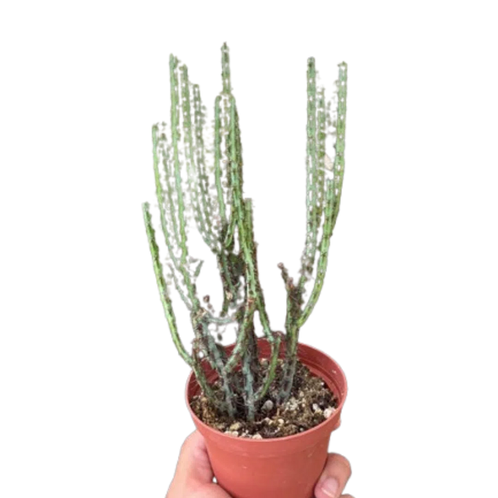 Succulent Euphorbia Aeruginosa-4" Plant-American Plant Supply