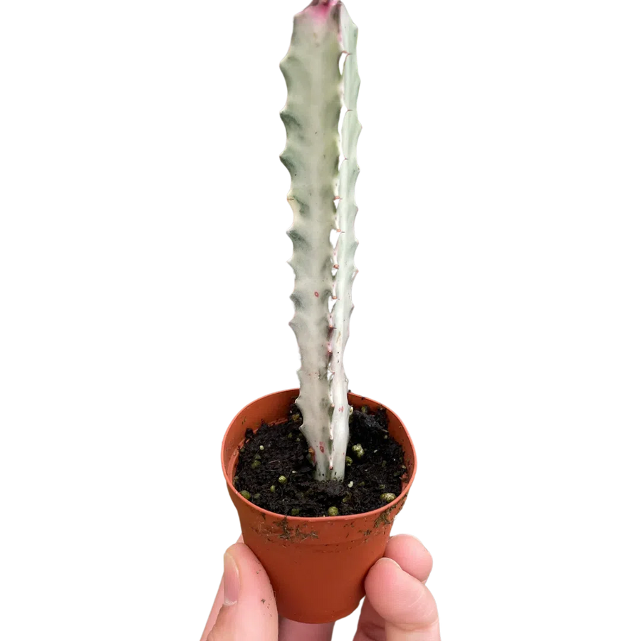 Succulent Euphorbia 'Dragon Bone'-Succulent-American Plant Supply