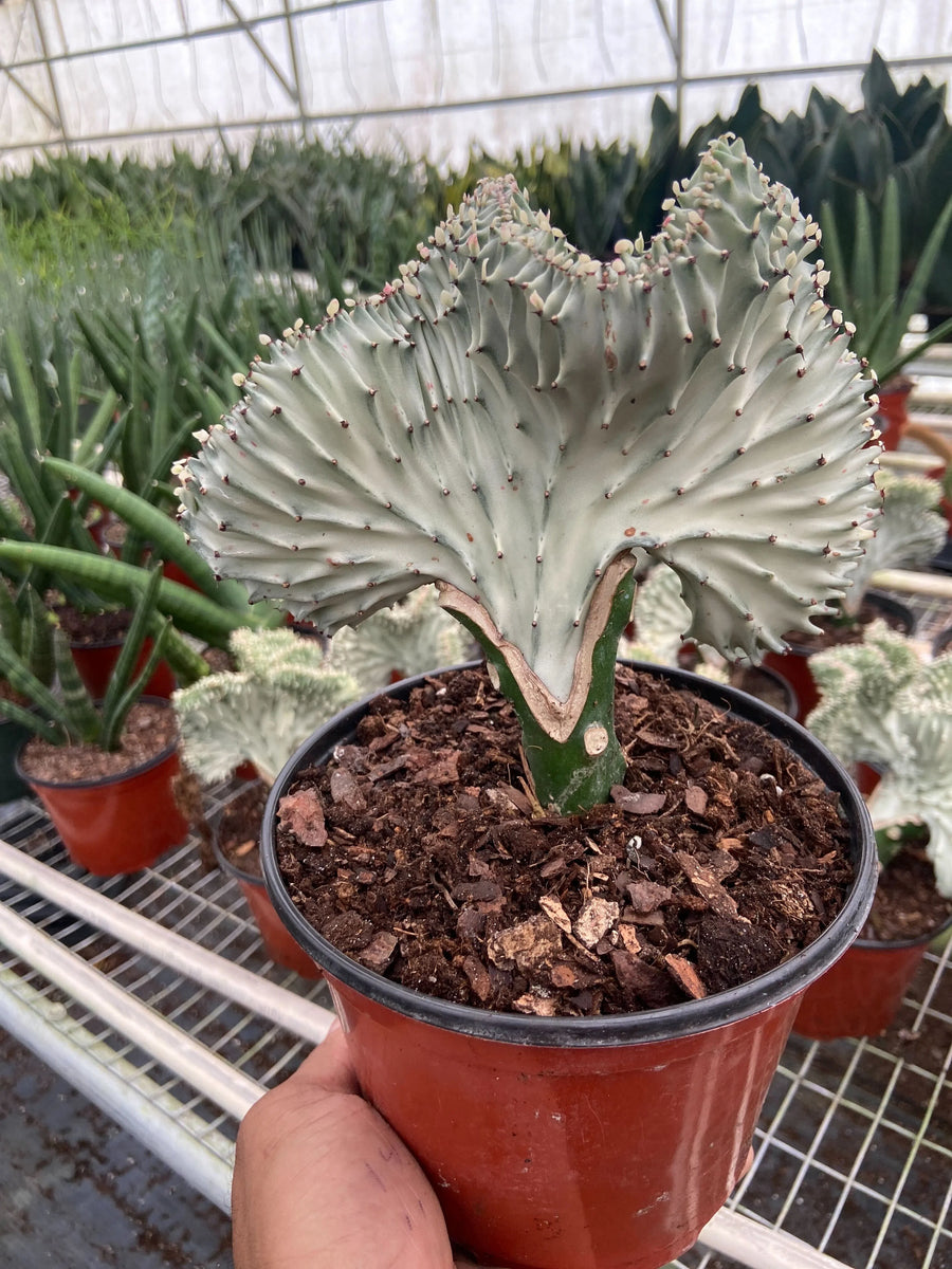 Succulent Euphorbia Lactea Ghost-American Plant Supply