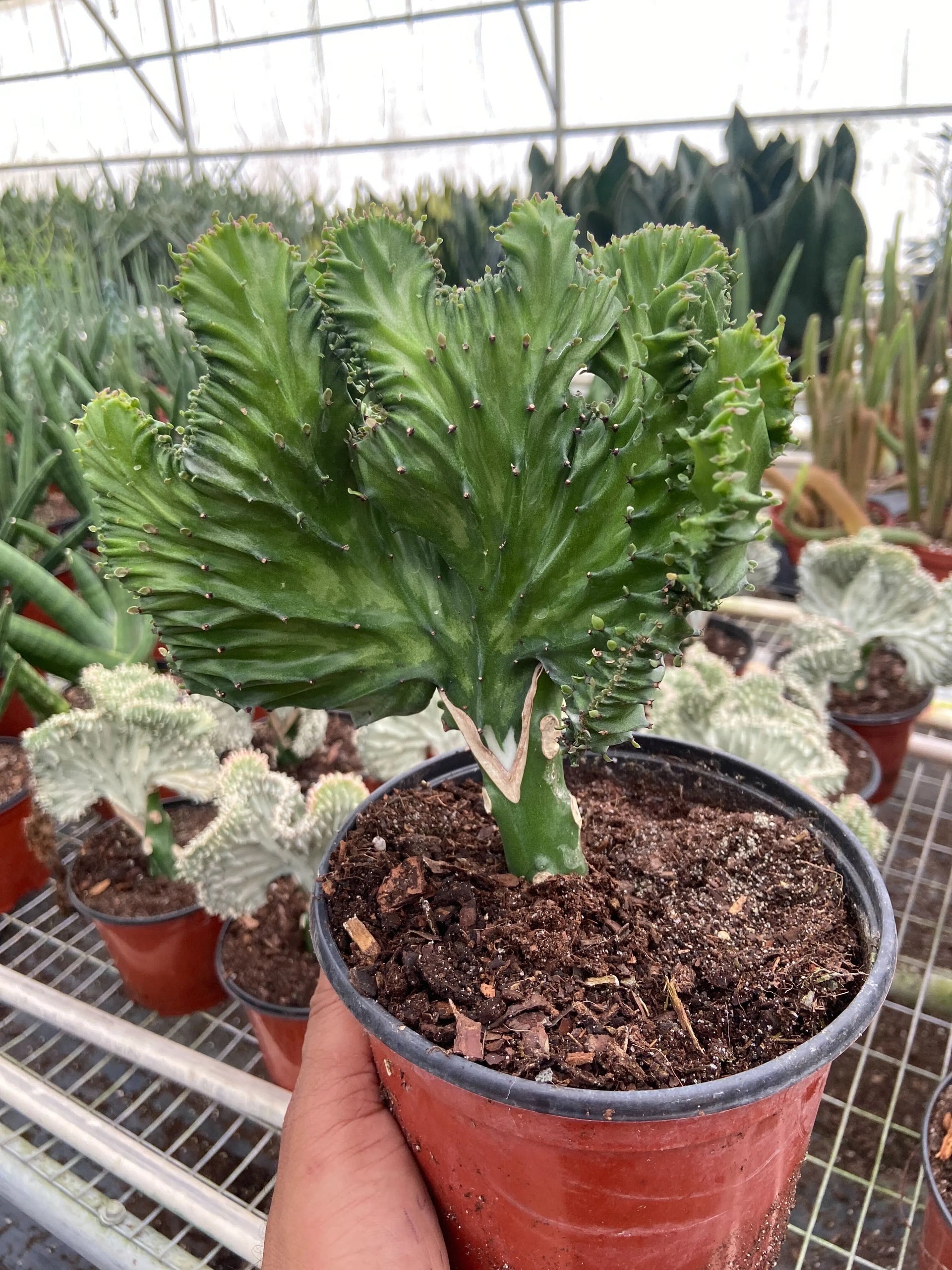 mermaid sansevieria Succulent Euphorbia Lactea Mermaid Tail exclusive at American Plant – American Plant Supply