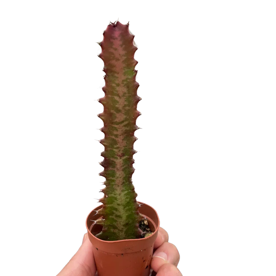 Succulent Euphorbia 'Trigona Rubra'-Succulent-American Plant Supply