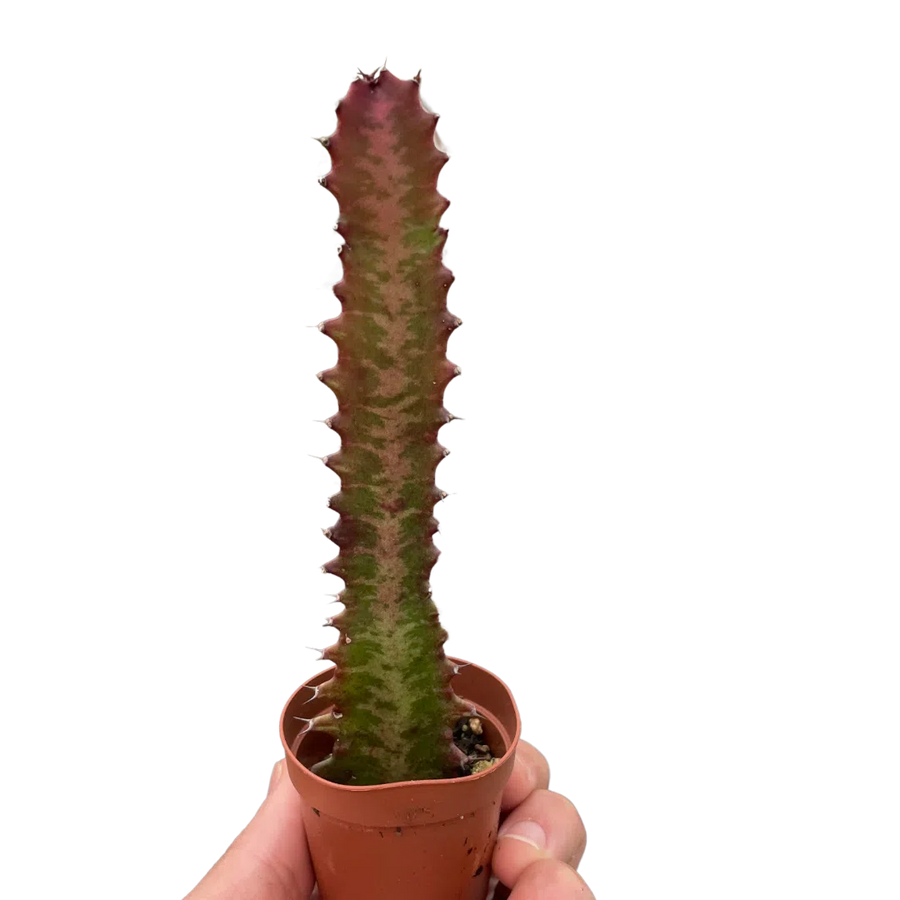 Succulent Euphorbia 'Trigona Rubra'-Succulent-American Plant Supply