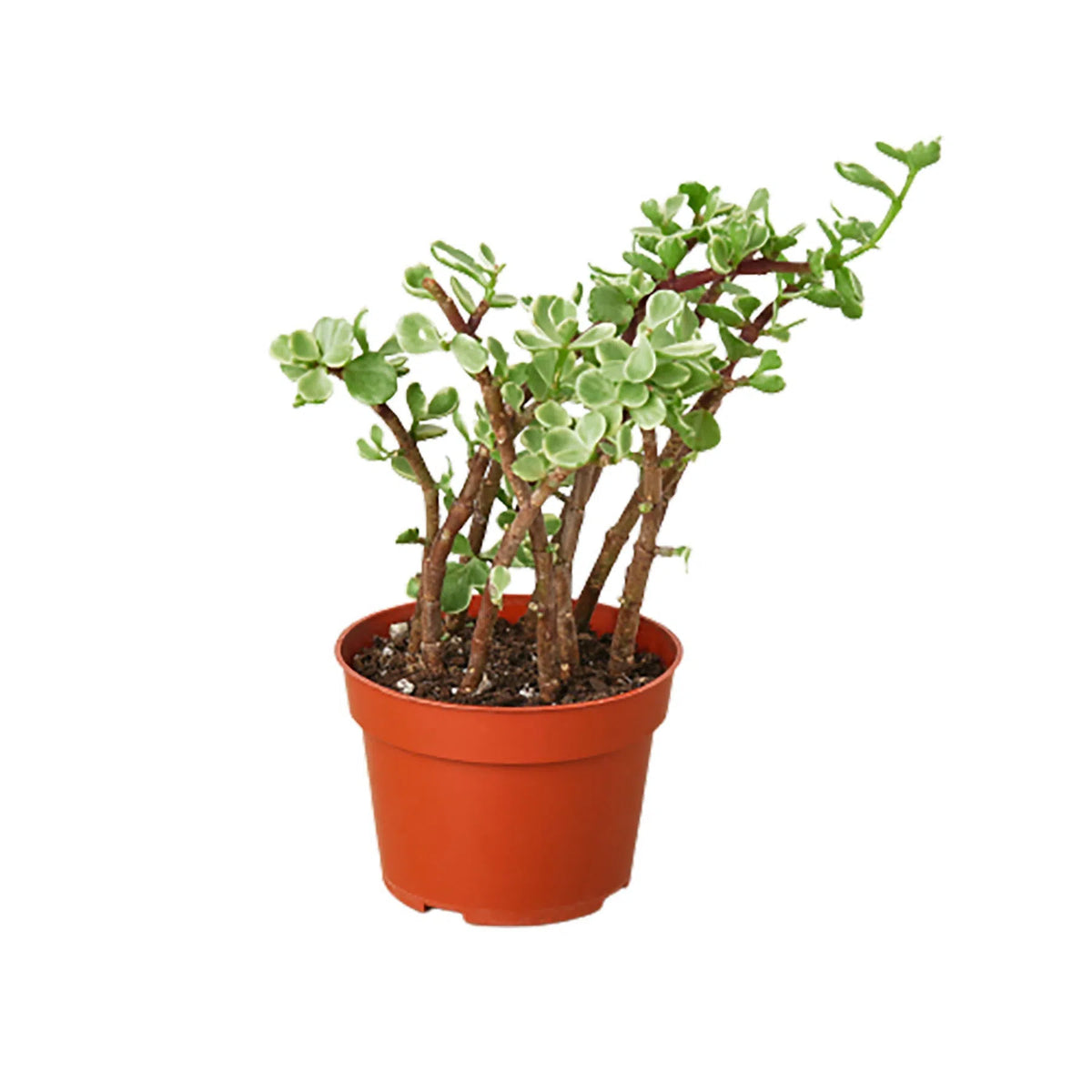 Succulent Portulacaria 'Rainbow Bush' - 4" Pot-American Plant Supply