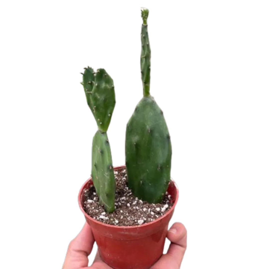 Succulent Prickly Pear Cactus-4" Plant-American Plant Supply