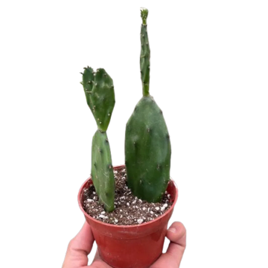 Succulent Prickly Pear Cactus-4" Plant-American Plant Supply