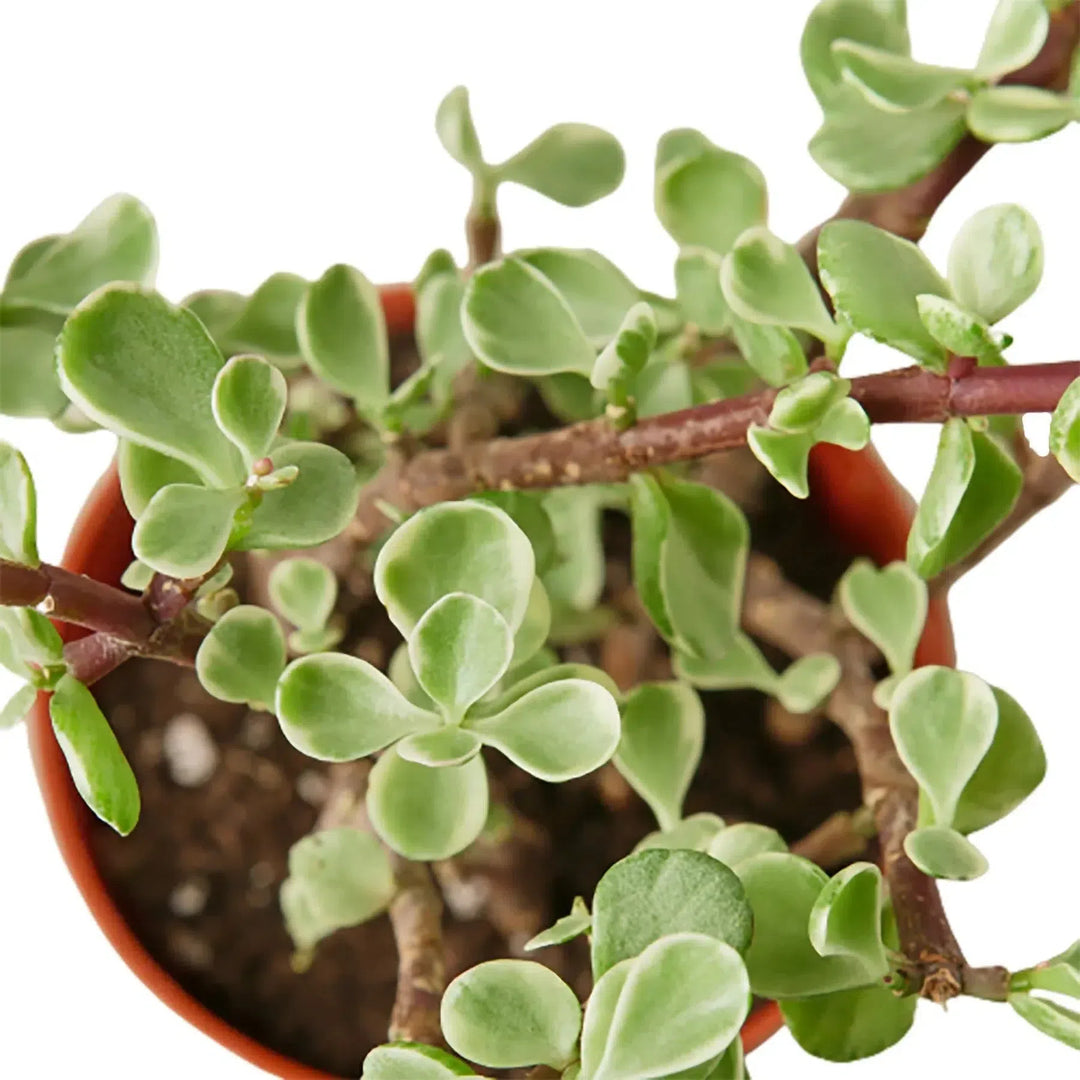 Succulent 'Rainbow Elephant Bush'-Succulent-American Plant Supply