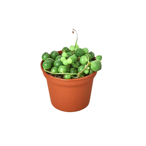 Succulent 'String of Pearls'-Succulent-American Plant Supply