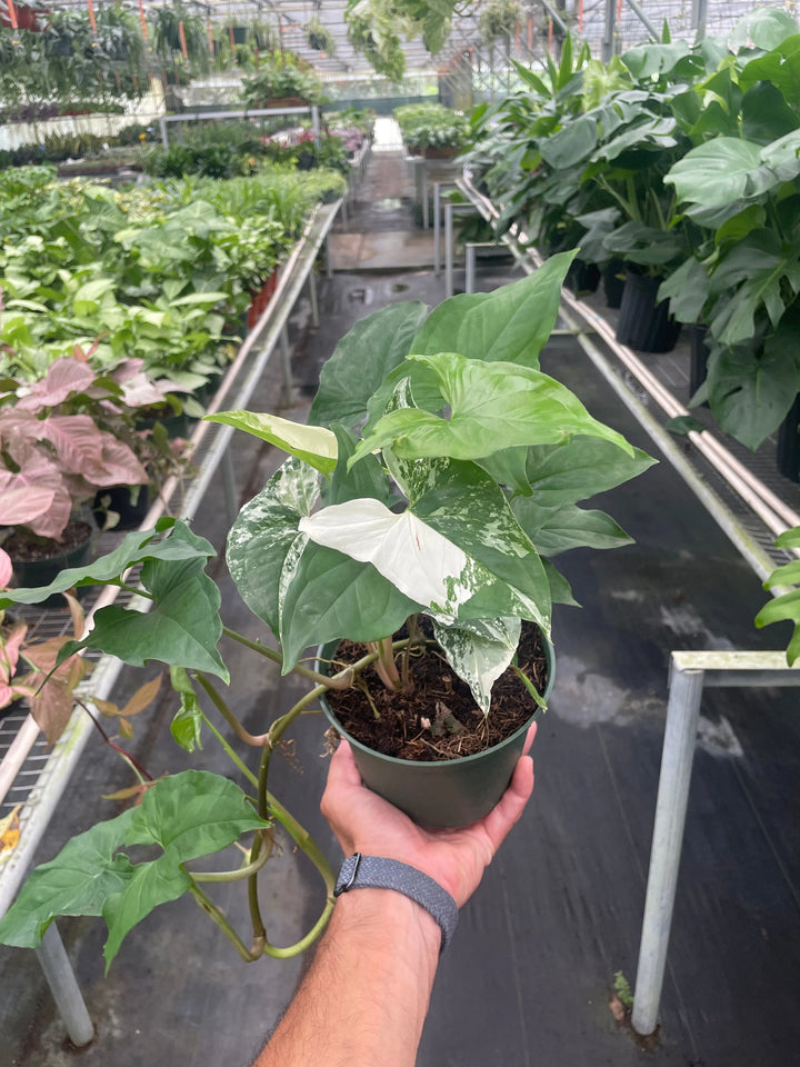 Syngonium 'Albo'-Indoor Plants-American Plant Supply