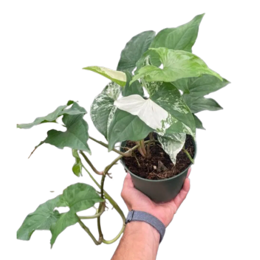 Syngonium 'Albo'-Indoor Plants-American Plant Supply