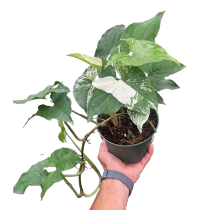 Syngonium 'Albo'-Indoor Plants-American Plant Supply