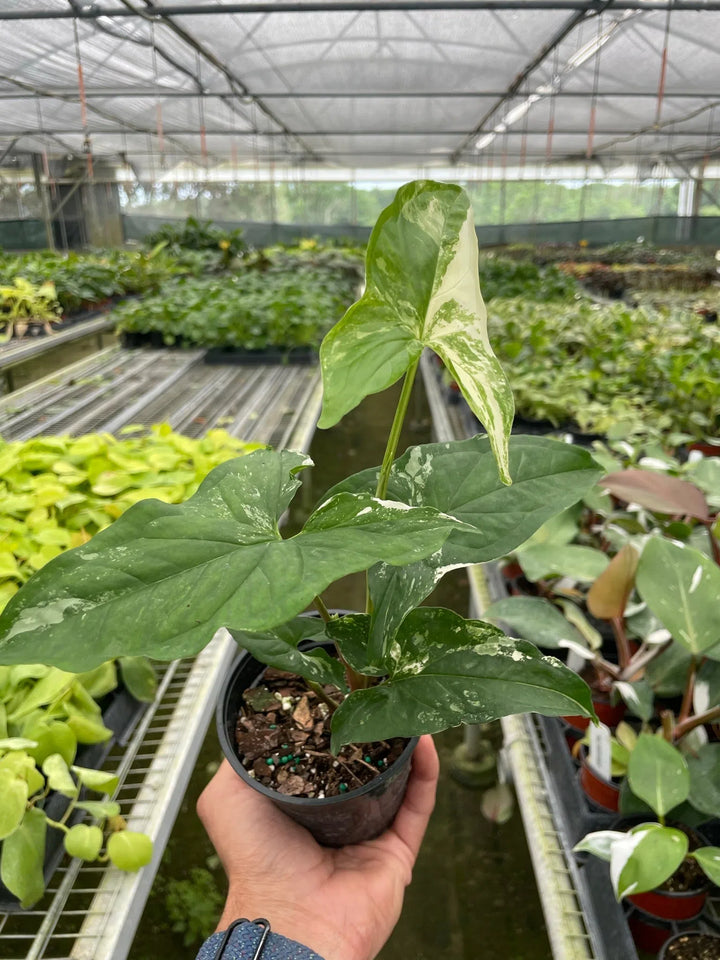 Syngonium 'Albo Variegata'-Indoor Plants-American Plant Supply