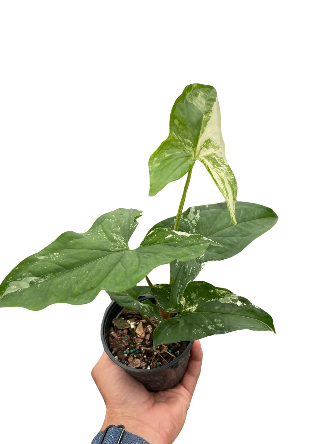 Syngonium 'Albo Variegata'-Indoor Plants-American Plant Supply