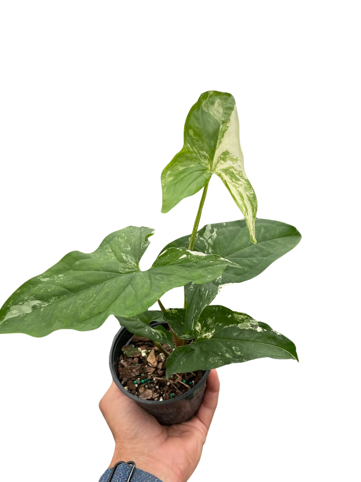 Syngonium 'Albo Variegata'-Indoor Plants-American Plant Supply