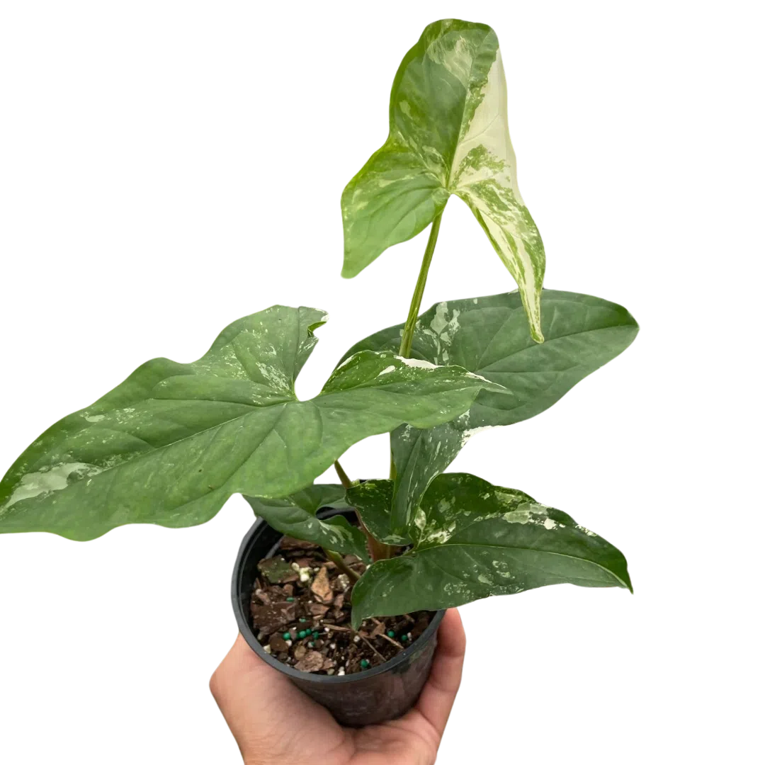 Syngonium 'Albo Variegata'-Indoor Plants-American Plant Supply