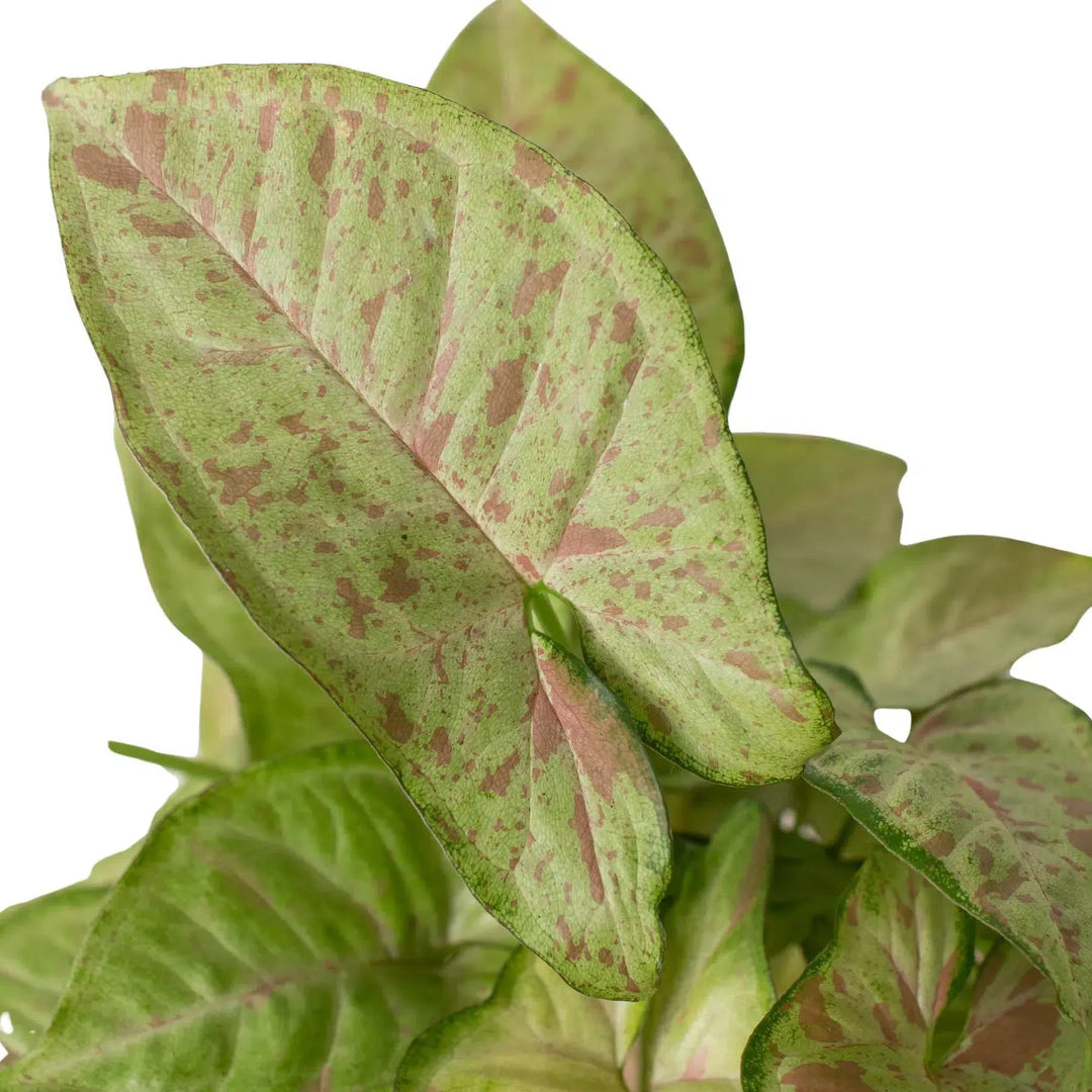 Syngonium 'Confetti'-American Plant Supply