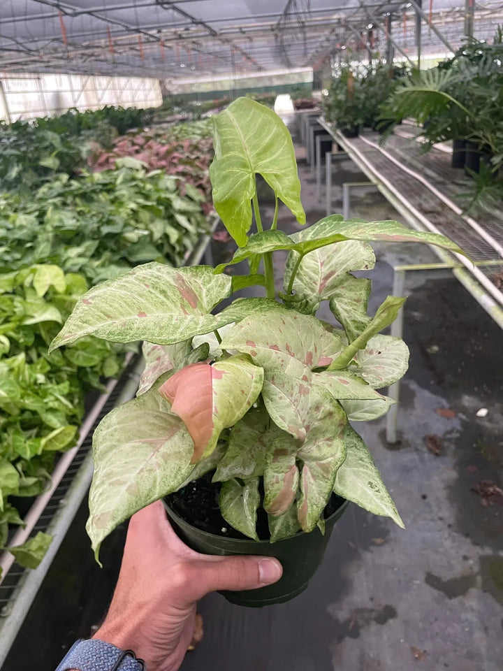 Syngonium 'Confetti'-American Plant Supply