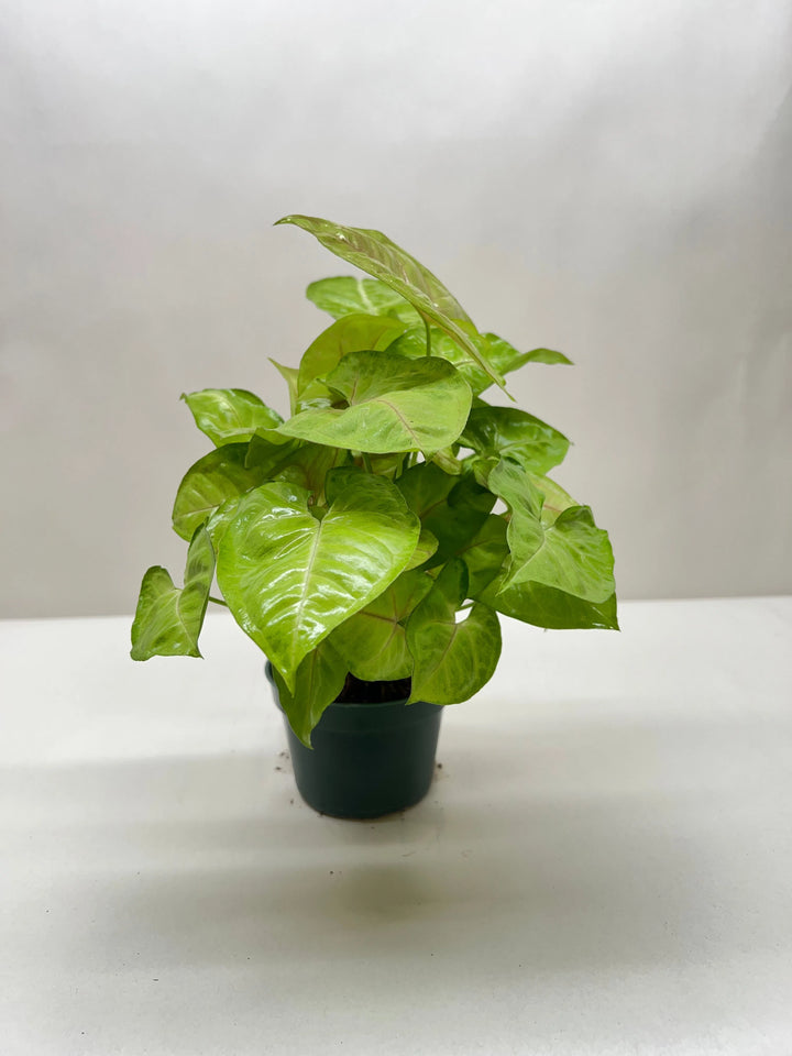 Syngonium Cream Allusion-Indoor Plants-American Plant Supply