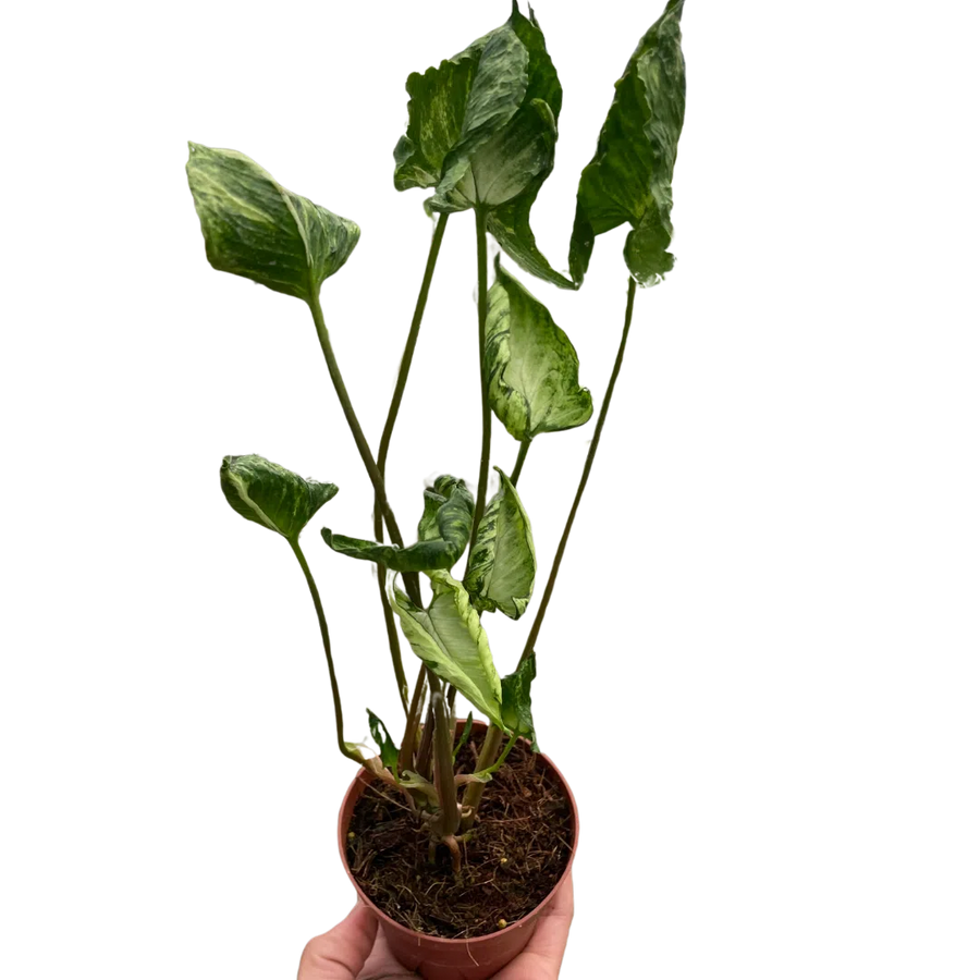 Syngonium 'Godzilla'-American Plant Supply