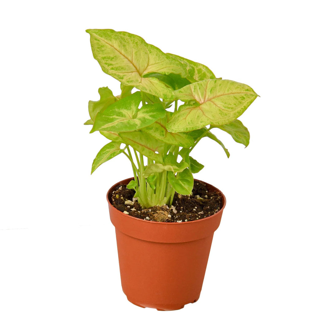 Syngonium Gold - 4" Pot-Indoor Plants-American Plant Supply