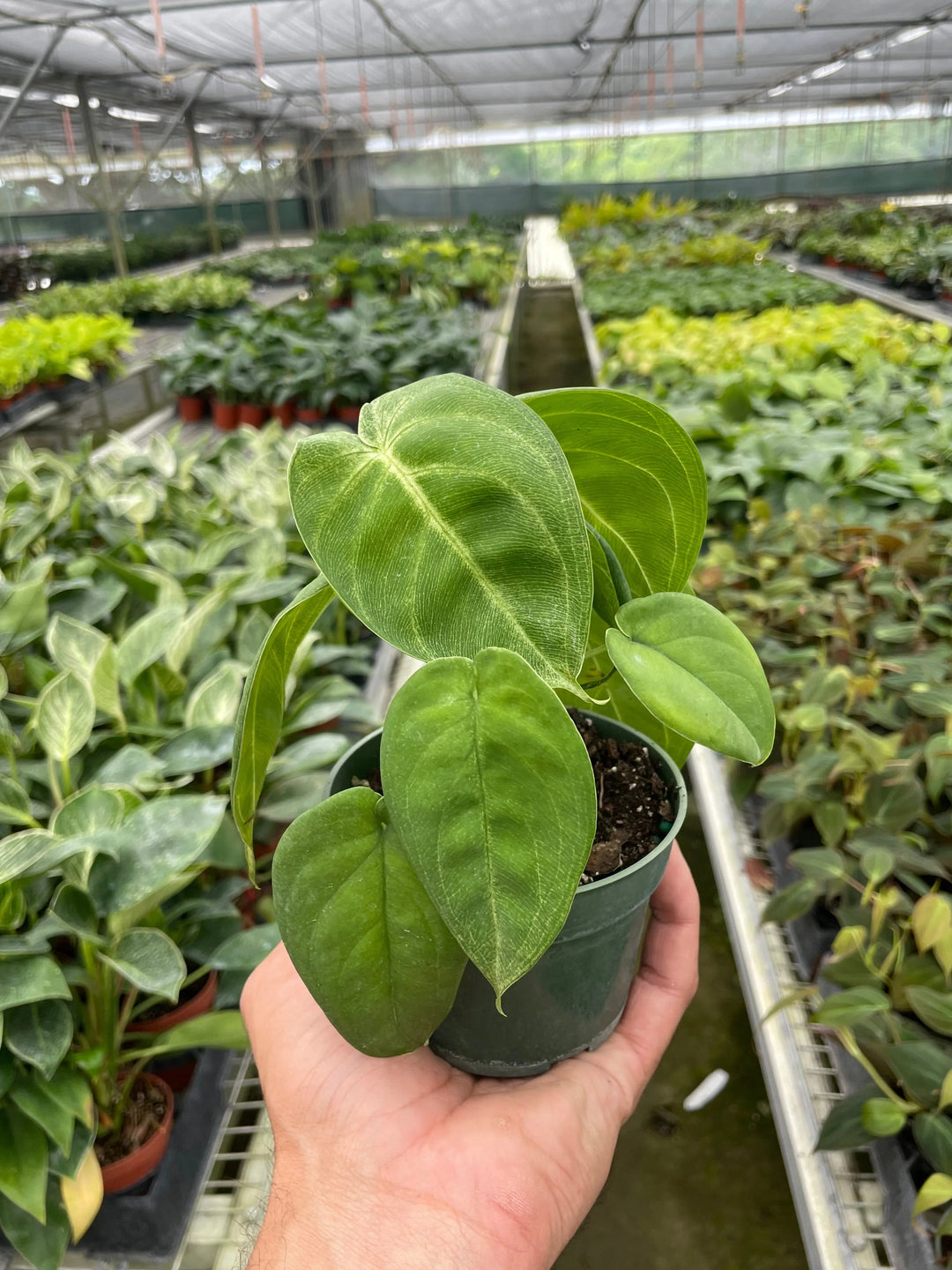 Syngonium 'Ice Frost'-Indoor Plants-American Plant Supply