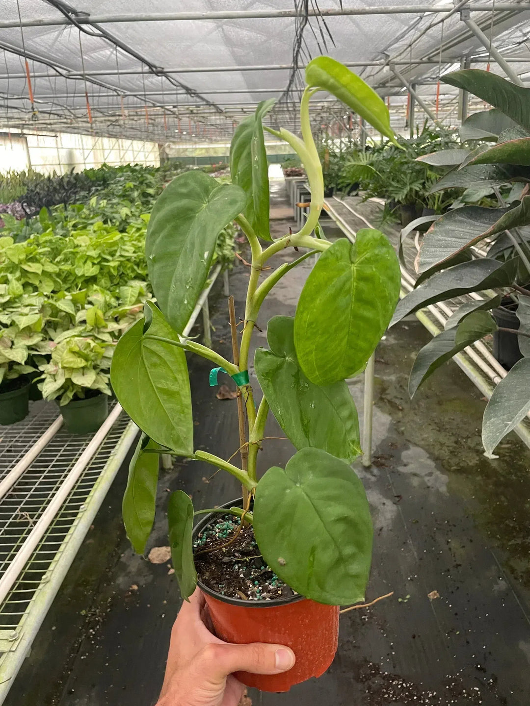 Syngonium 'Ice Frost'-Indoor Plants-American Plant Supply