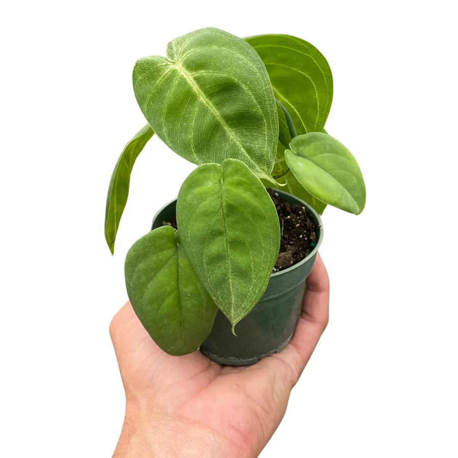 Syngonium 'Ice Frost'-Indoor Plants-American Plant Supply