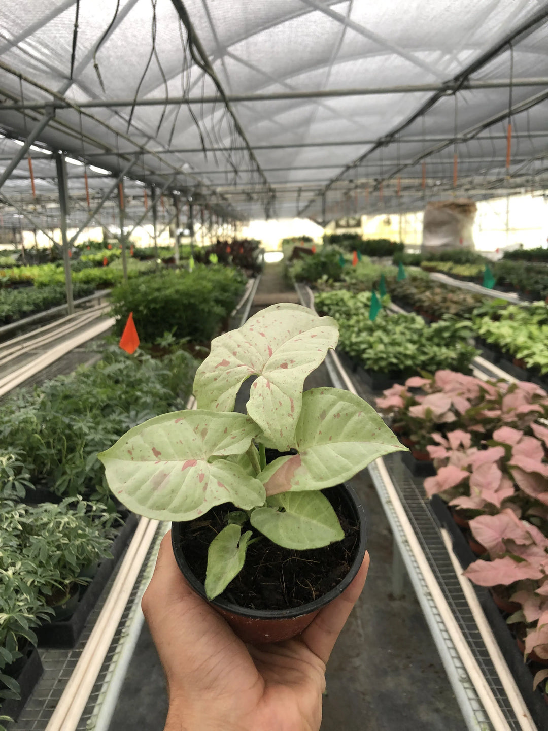 Syngonium 'Milk Confetti'-Indoor Plants-American Plant Supply