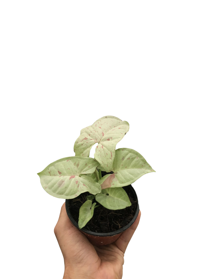 Syngonium 'Milk Confetti'-Indoor Plants-American Plant Supply