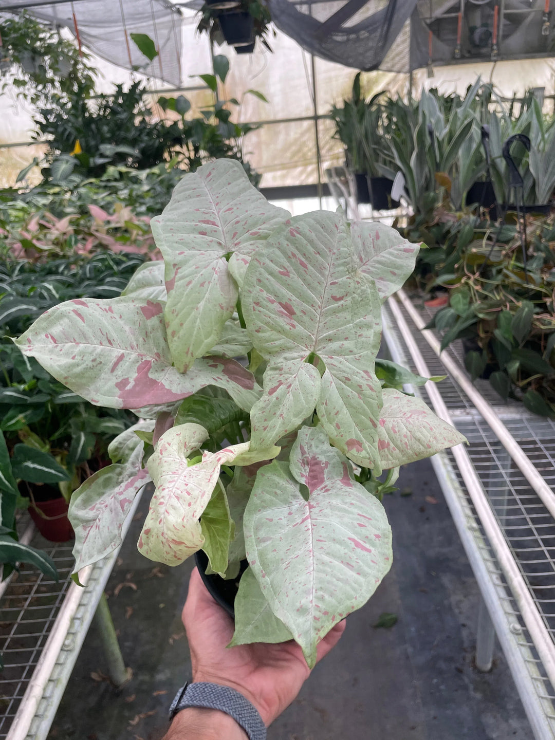 Syngonium 'Milk Confetti'-Indoor Plants-American Plant Supply