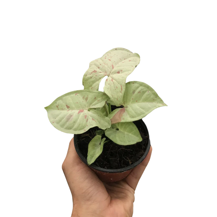 Syngonium 'Milk Confetti'-Indoor Plants-American Plant Supply