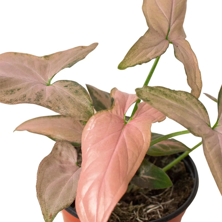 Syngonium 'Pink Splash' - 4" Pot-Indoor Plants-American Plant Supply