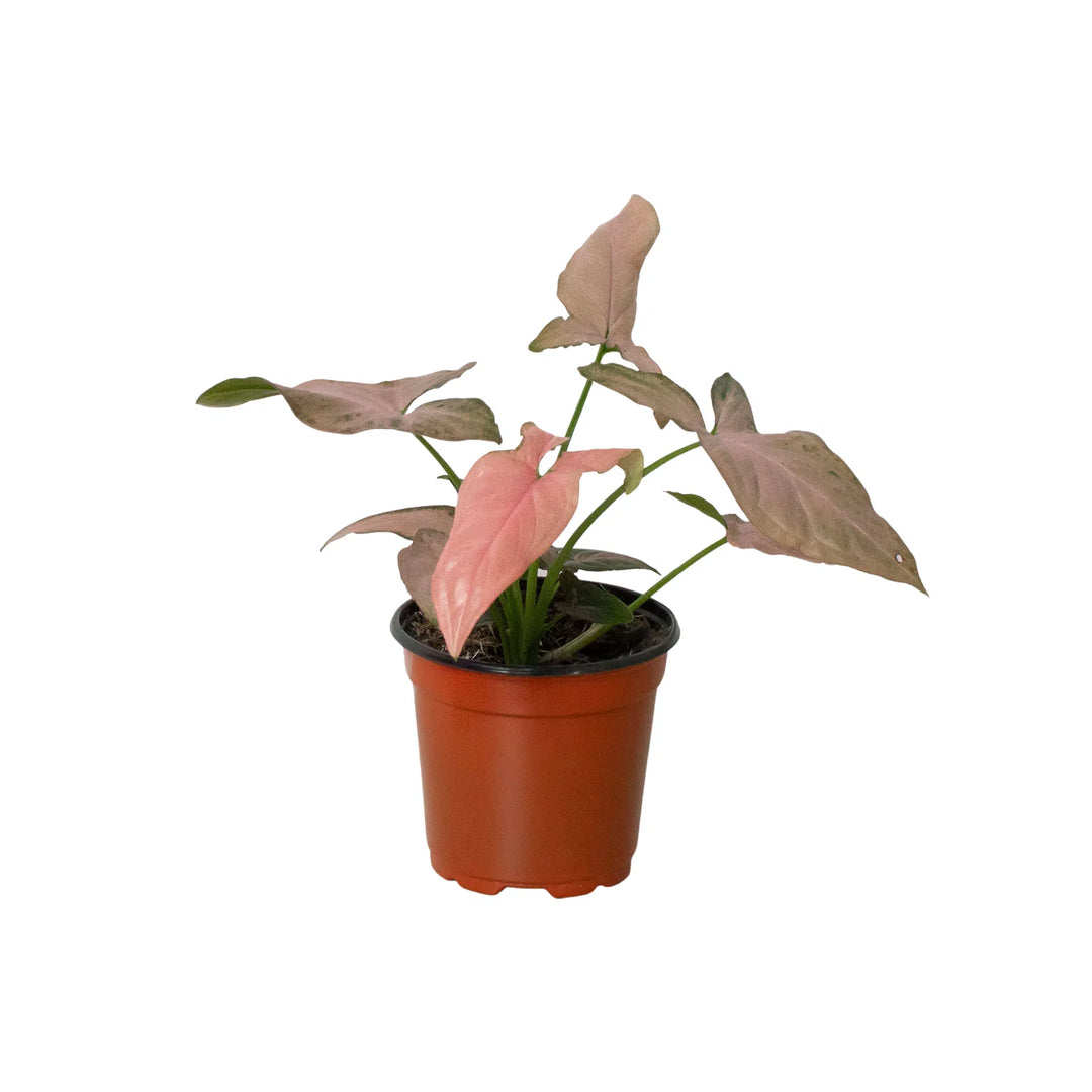 Syngonium 'Pink Splash' - 4" Pot-Indoor Plants-American Plant Supply