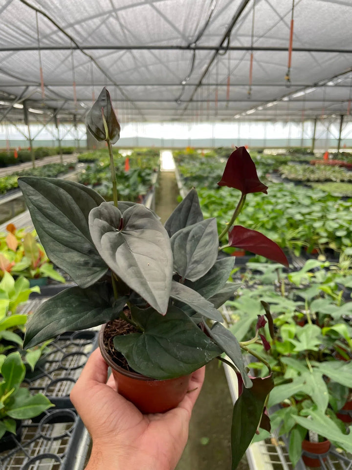 Syngonium 'Red Arrow'-Indoor Plants-American Plant Supply