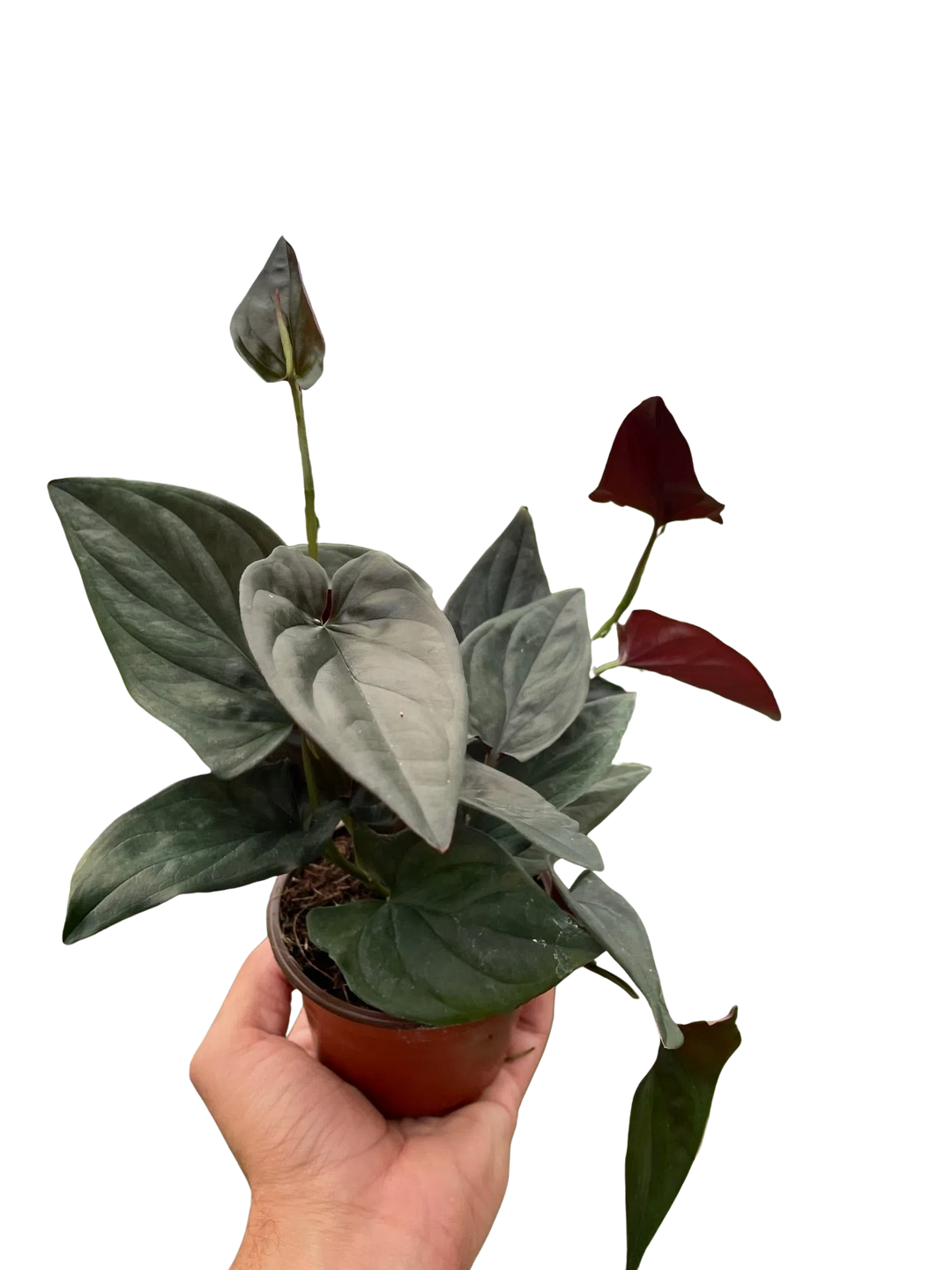 Syngonium 'Red Arrow'-Indoor Plants-American Plant Supply